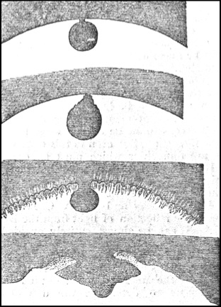 Venus Drop